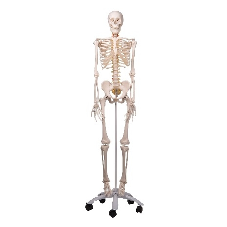Model de schelet flexibil - Fred 3BS-1013873