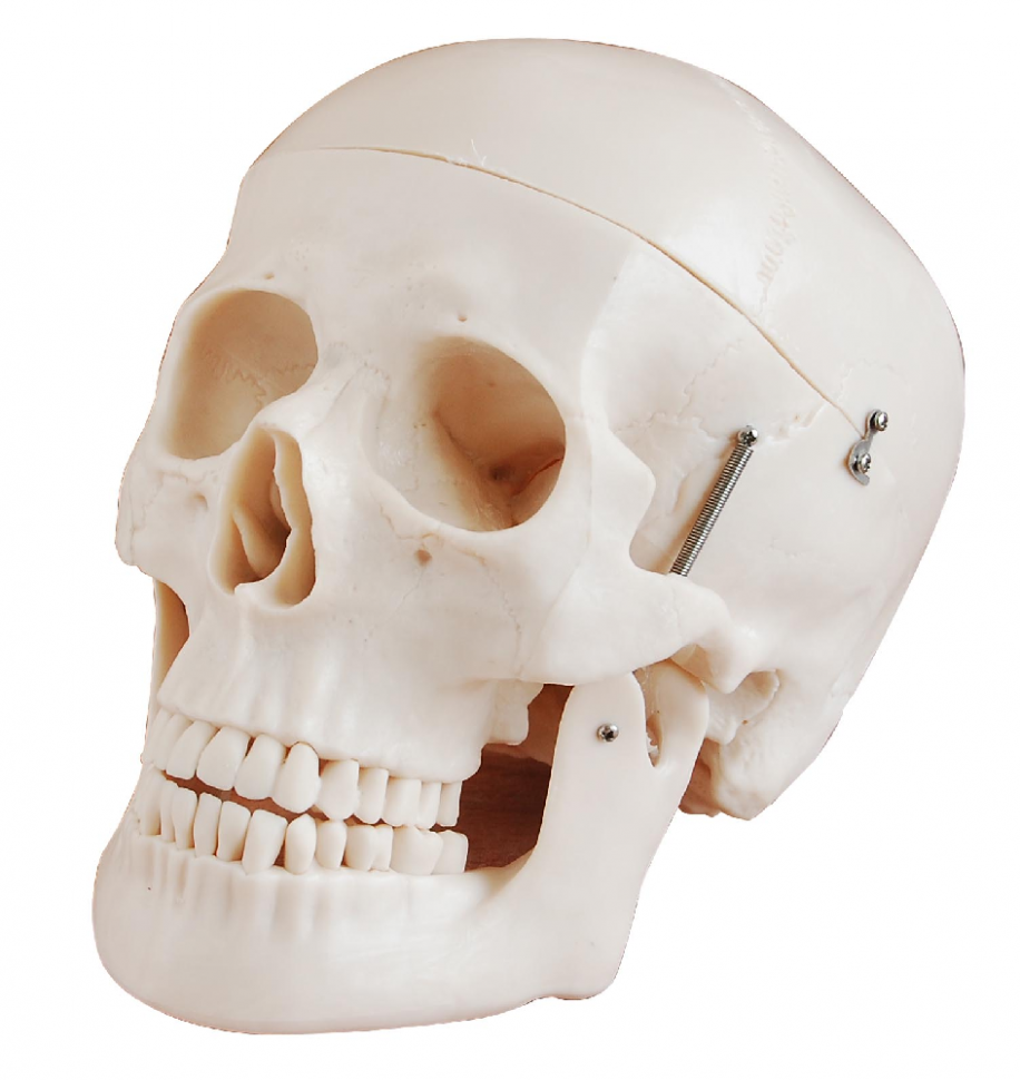 Model Craniu uman PHYWE MOD-SKULL 