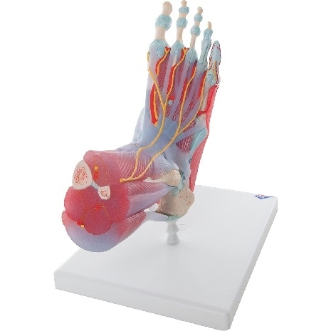 Model de schelet picior cu ligamente și mușchi 3BS-1019421