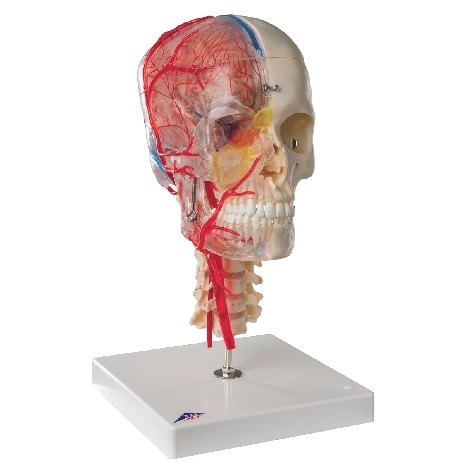 Model de craniu uman BONElike™, jumătate transparent și jumătate osos , cu creier și vertebre 3BS-1000064