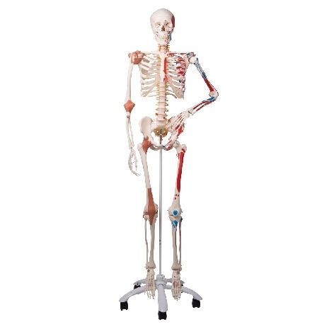 Model de schelet cu mușchi și ligamente 3BS-1020176