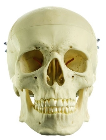 Model Craniu uman artificial SOM-QS-7
