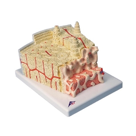 Structura osoasă - mărită de 80 de ori 3B MICROanatomy™  3BS-1000154