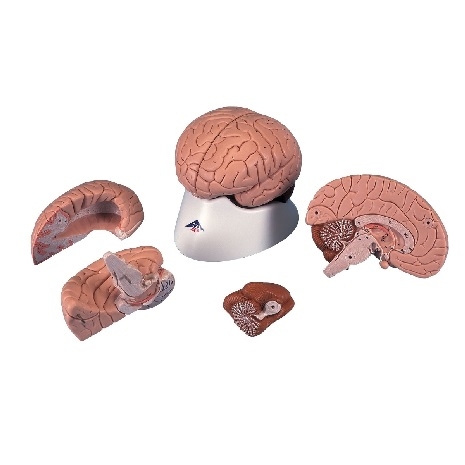 Model creierul uman - 4 părți 3BS-1000224