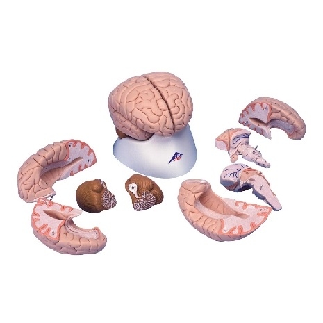 Model creierul uman, 8 părți 3BS-1000225