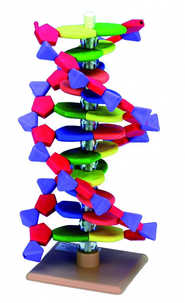 Model ADN cu 12 perechi de baze 39851-00