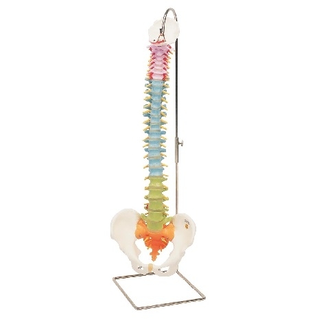 Model Coloana vertebrala flexibila 3BS-1000128