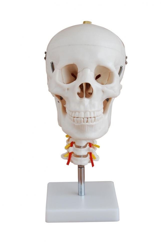 Model craniu cu coloana cervicala PHYWE MOD-SKULLSPINE