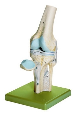 Articulaţia genunchiului SOM-NS-19