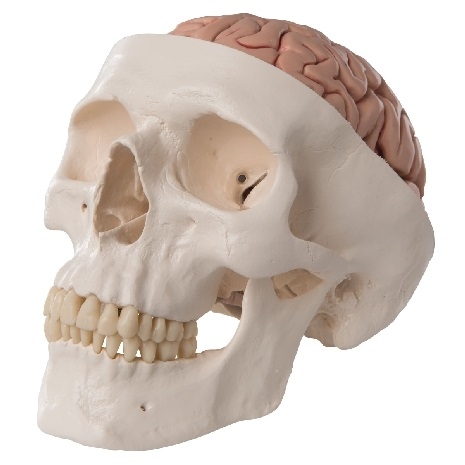 Model clasic de craniu uman cu creier detasabil 5 părți 3BS-1020162